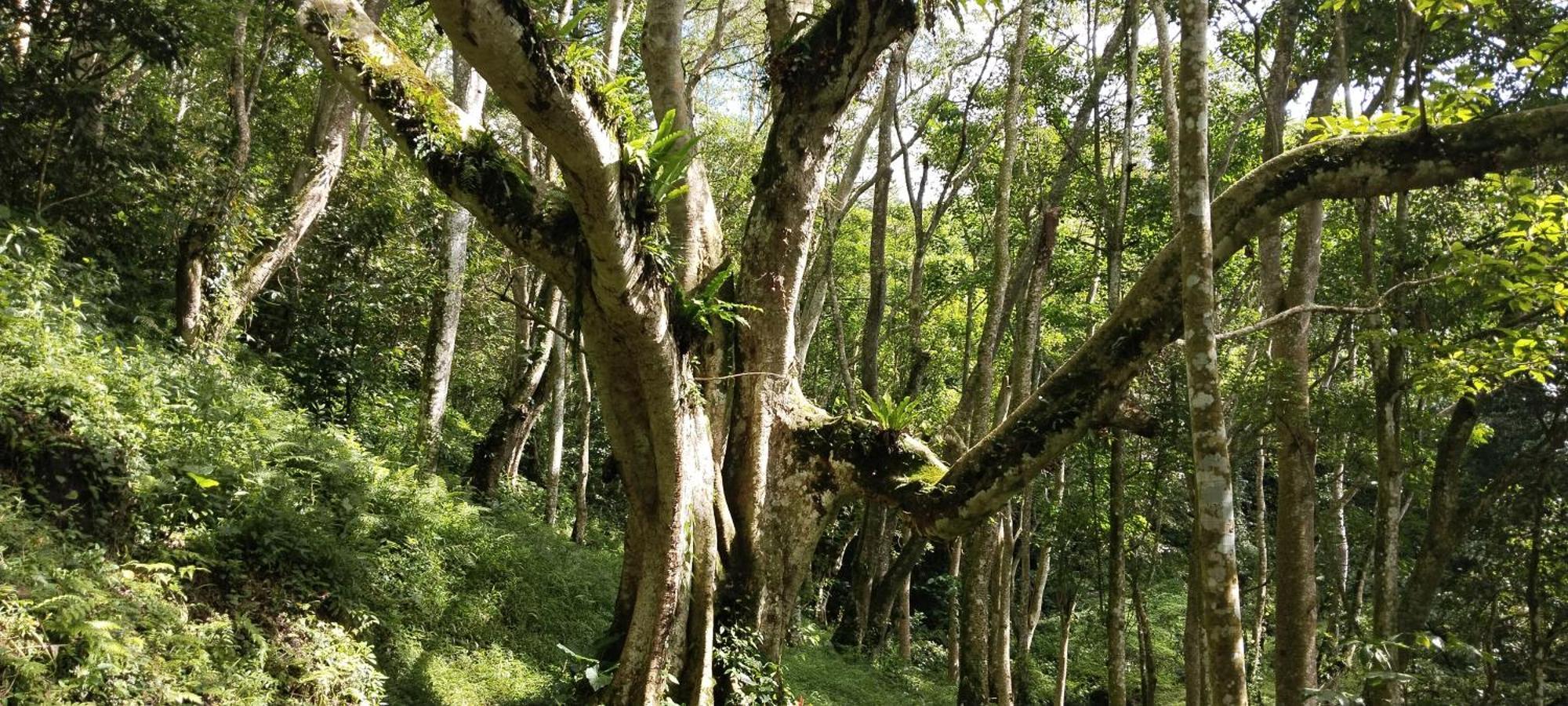 Nan Bungalows Tetebatu Esterno foto